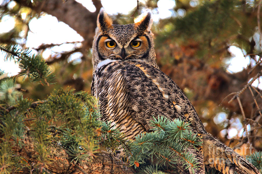 Perched In The Pines Photograph by Adam Jewell