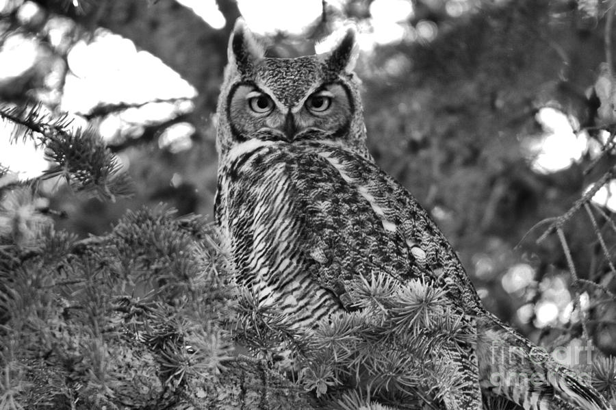 Perched In The Pines Black And White Photograph by Adam Jewell
