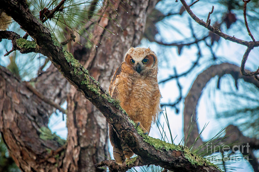 Perched Juvenile Owl Photograph by Tom Claud