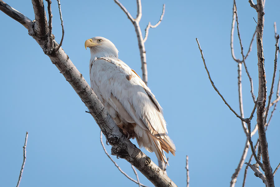 Perched Leucistic Eagle by James Barber