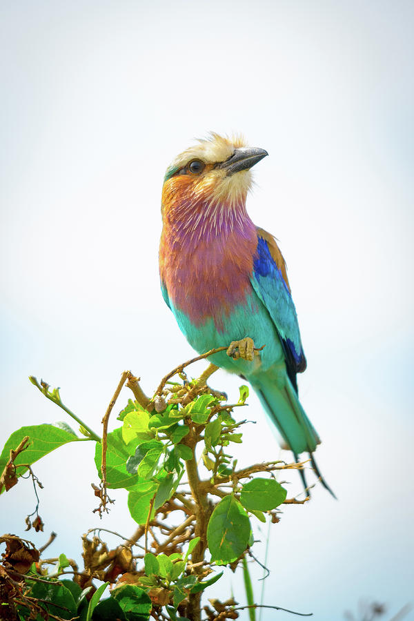 Perched Lilac-breasted Roller Photograph by Adrian O Brien