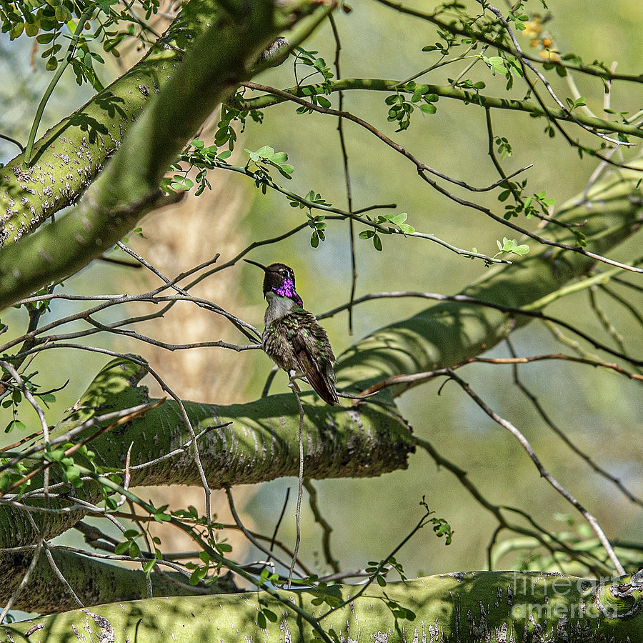 Perched Lucifer Hummingbird Photograph by Daniel Hebard