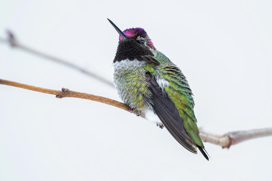 Perched Male Annas Hummingbird Photograph by Peggy Collins
