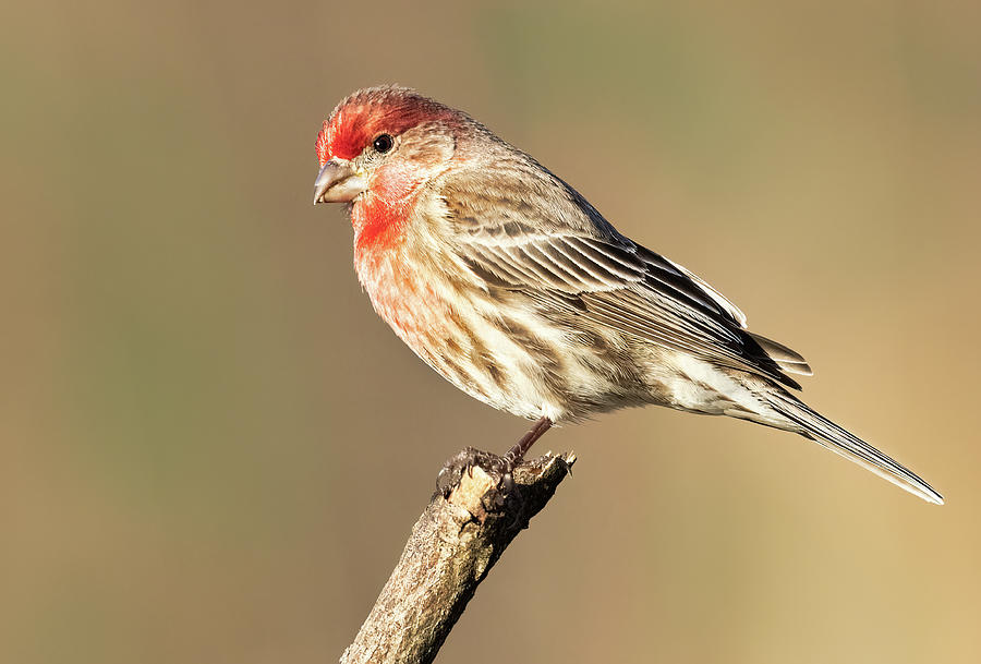 Perched Male House Finch Photograph by Jerry Fornarotto - Fine Art America