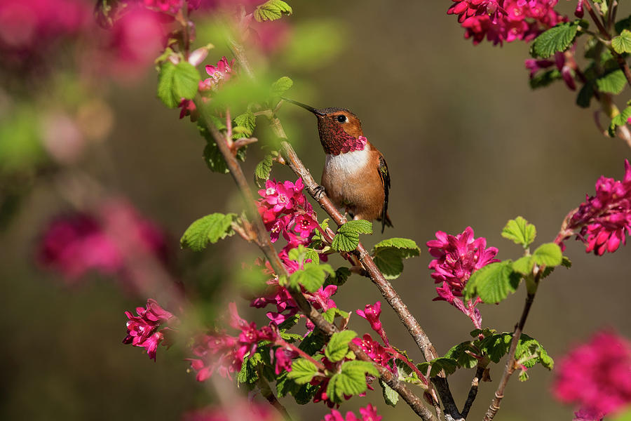 rufous hummingbird