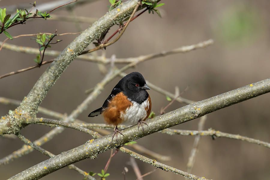 Perched Male Spotted Towhee Photograph by Belinda Greb