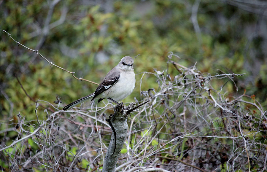 Perched Mockingbird Photograph by Cynthia Guinn