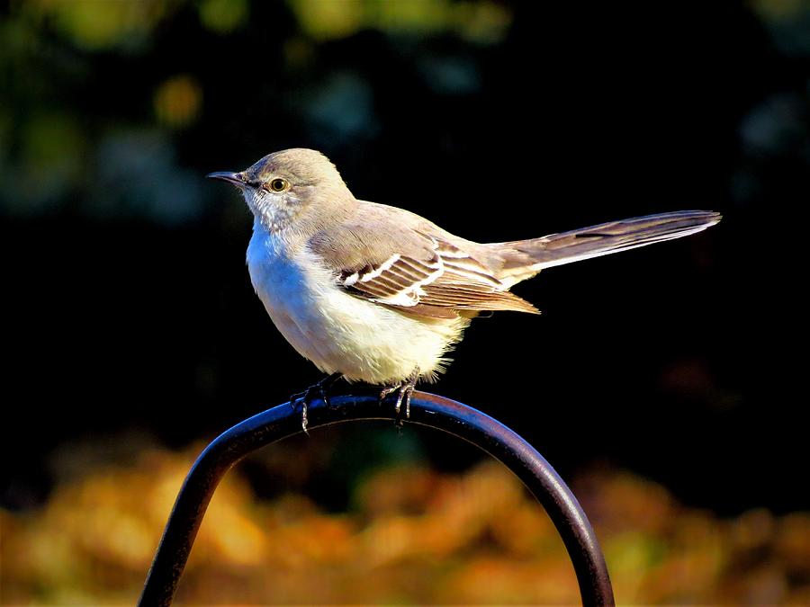 Perched Mockingbird Photograph by Linda Stern