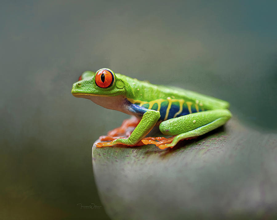 Perched On A Leaf - Red-eyed Tree Frog Photograph