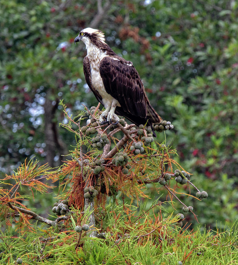 Perched  on the Bald Cypress Photograph by Robert Pilkington