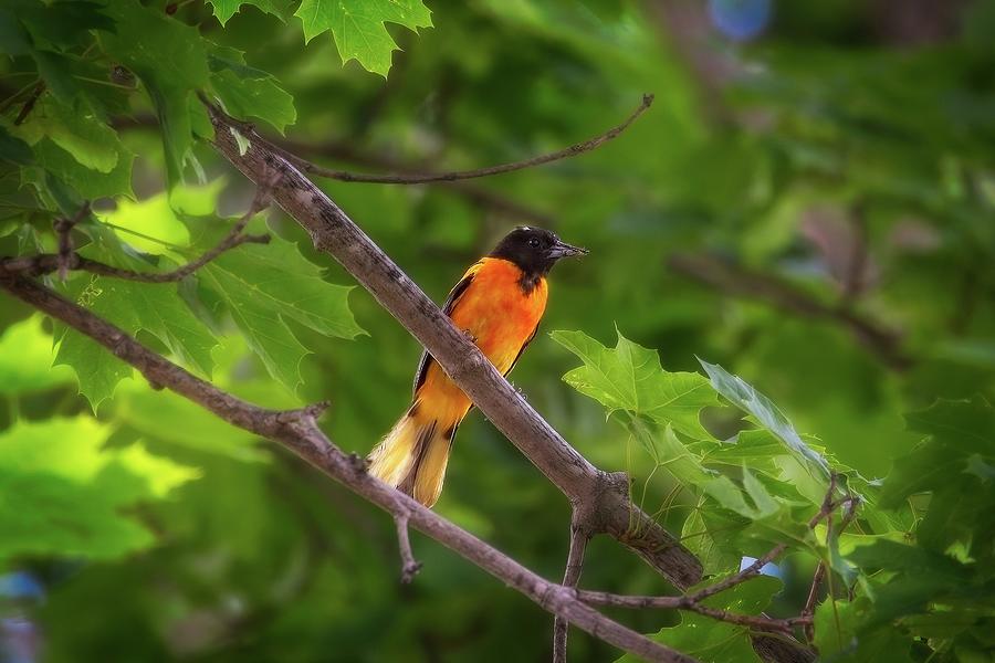 Oriole Photograph - Perched Oriole by Matthew Adelman