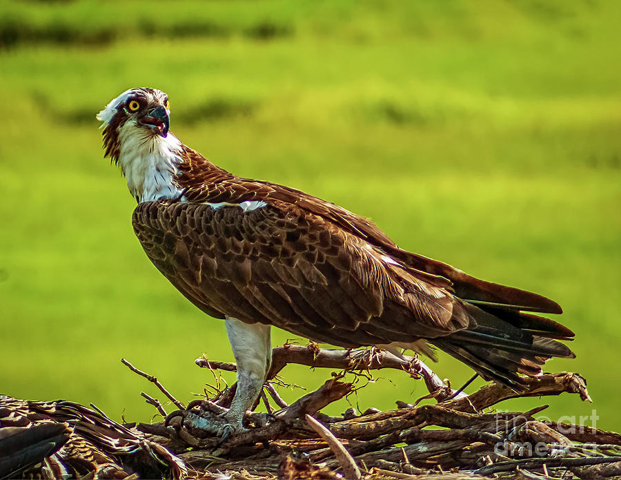 Perched Osprey Photograph by Nick Zelinsky Jr