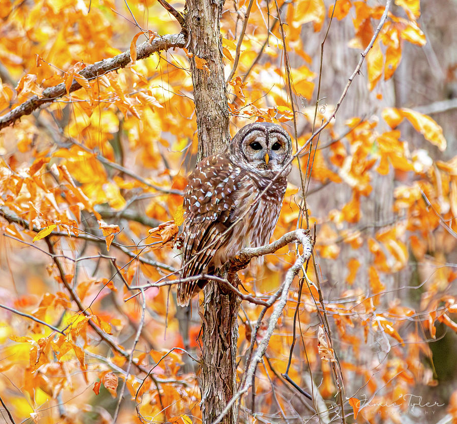 Perched Owl Photograph by Jamie Tyler