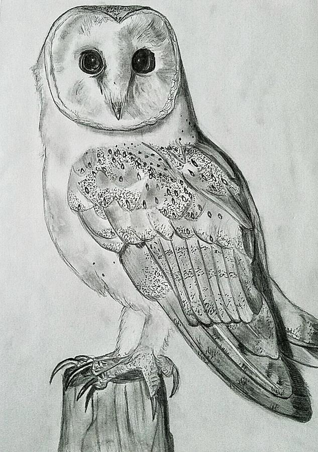 Perched Owl Drawing by Paige Lindner - Fine Art America