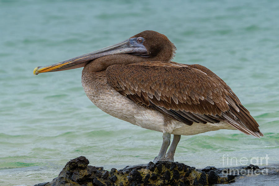 Perched Pelican Photograph by Nancy Gleason