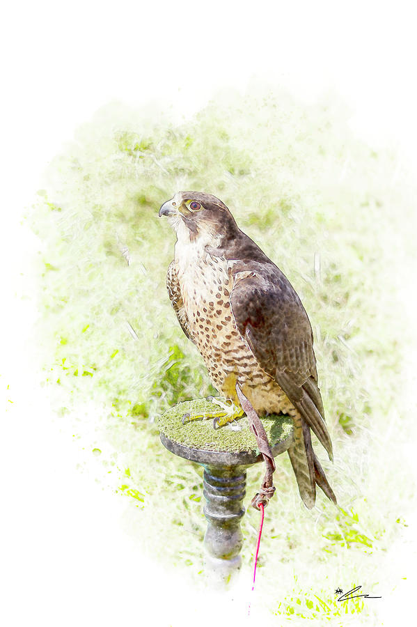 Perched Peregrine by Starsphinx Perched Peregrine by Starsphinx