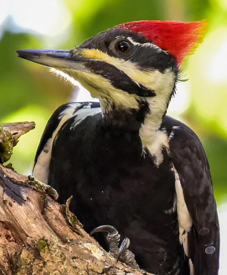 Perched Pileated Photograph by Pamela McDaniel