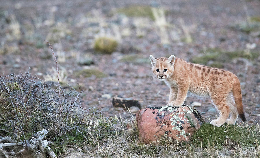 Perched Puma Cub Photograph by Max Waugh