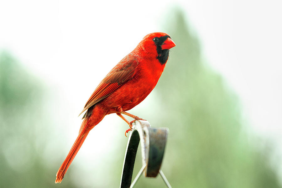 Perched Red Cardinal Photograph by Trudy Wilkerson