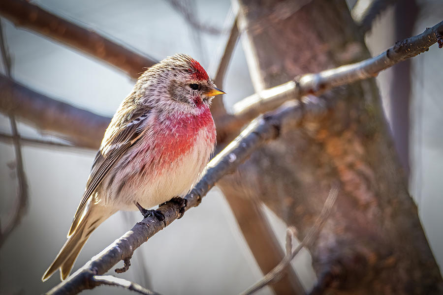 Perched Red Poll Photograph by Paul Freidlund