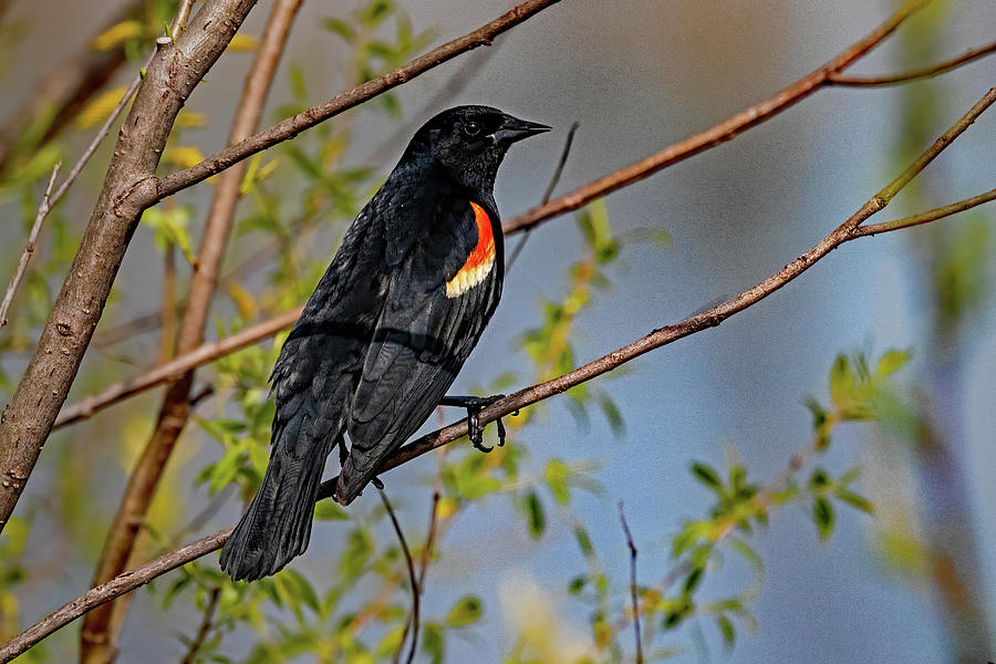 Perched Red-winged Blackbird Photograph by Ira Marcus