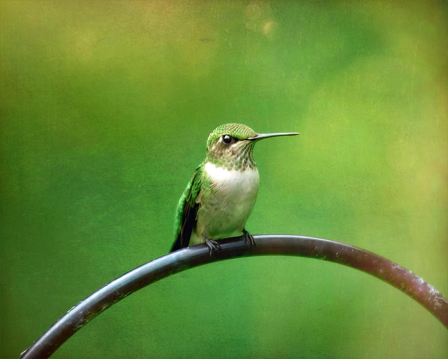 Perched Ruby-throated Hummingbird Photograph