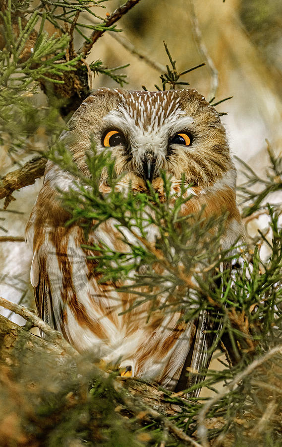 Perched Saw-Whet Owl Photograph by Paul Brooks