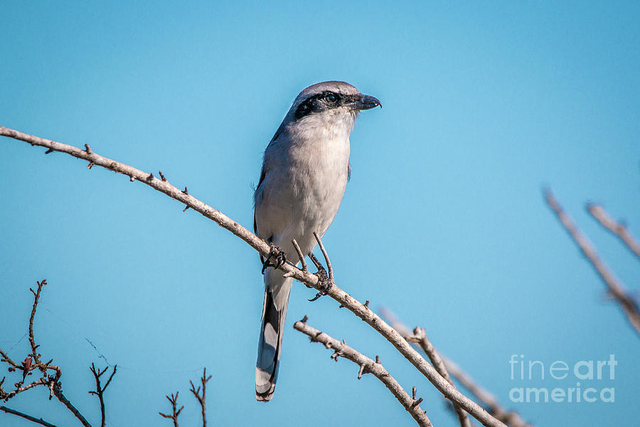 Perched Shrike Photograph by Tom Claud