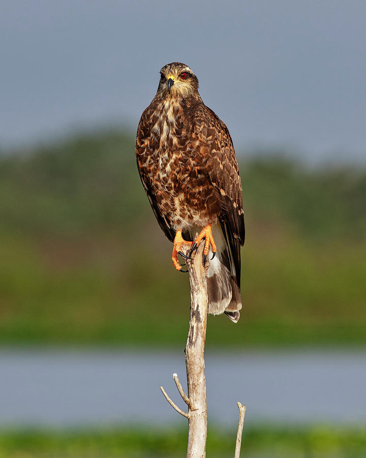 Perched snail kite Photograph by Andy Crawford