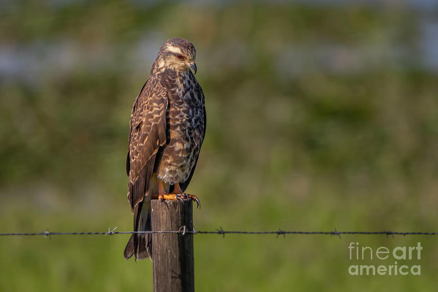 Perched Snail Kite Photograph by Tom Claud