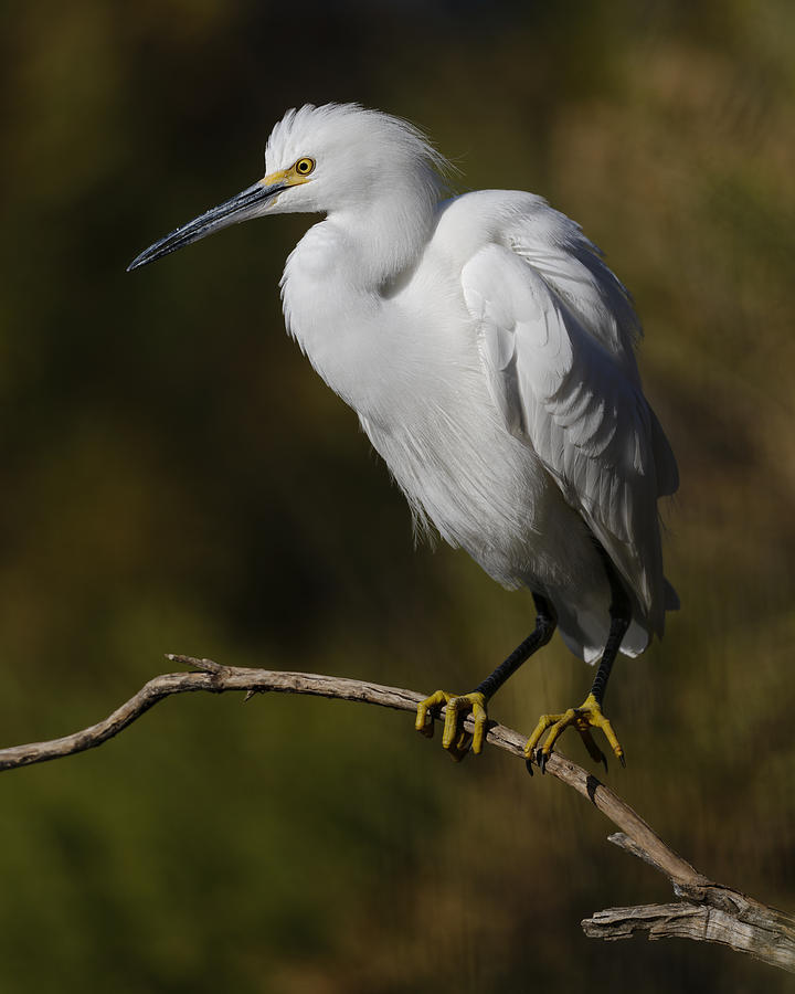 Perched Snowy Egret. Photograph by Paul Martin