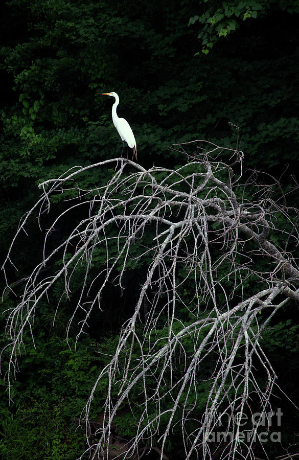 Perched Snowy Egret-Signed-#9120 Photograph by J L Woody Wooden