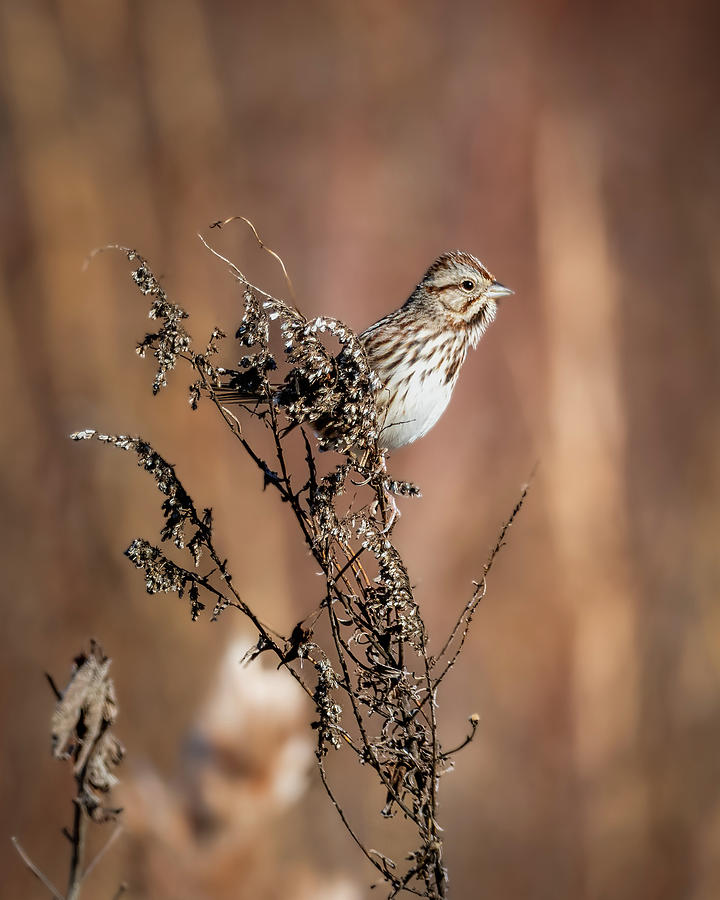 Perched Song Sparrow Photograph by James Barber