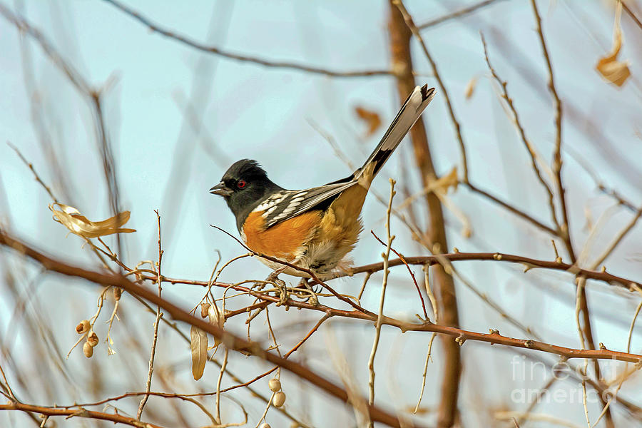 Wildlife Photograph - Perched Spotted Towhee by John Bartelt