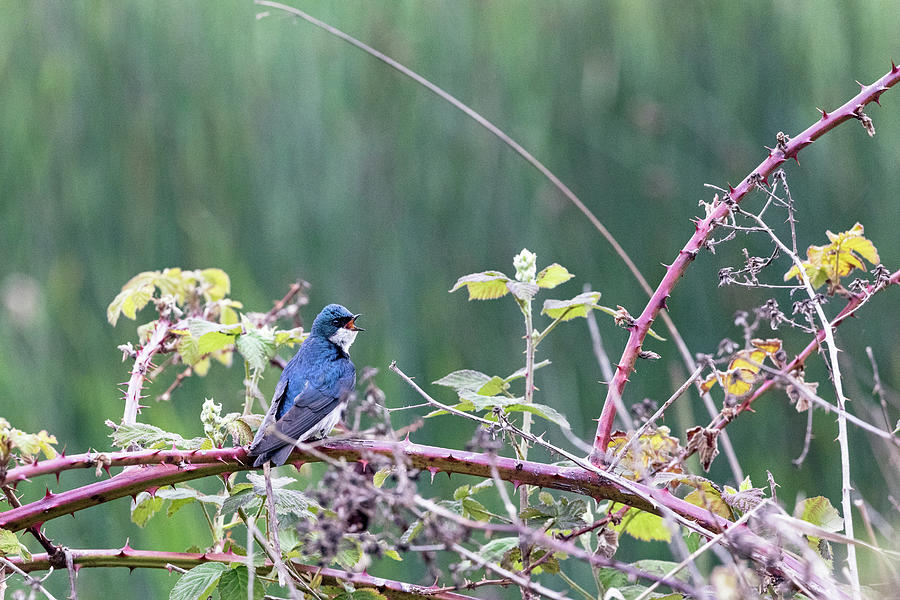 Perched Tree Swallow Calling Photograph by Michael Russell