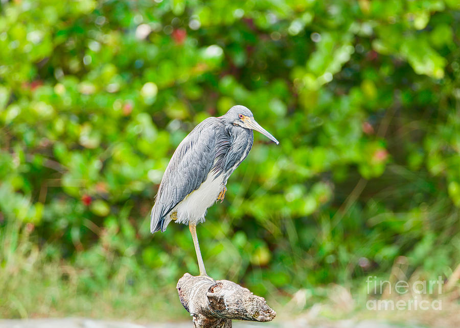 Perched Tri-Colored Heron Photograph by Judy Kay