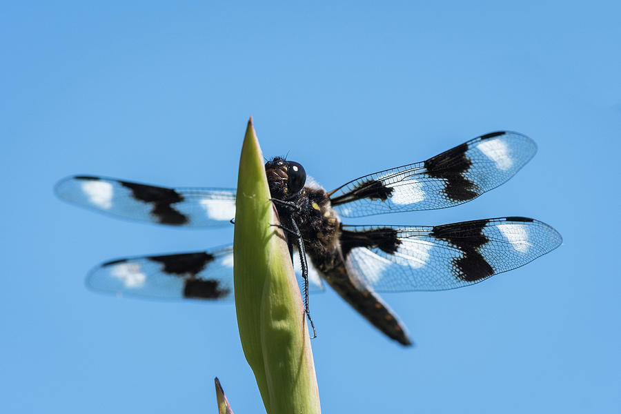 Perched Twelve-spotted Skimmer Photograph by Robert Potts