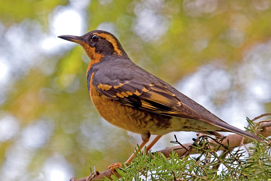 Perched Varied Thrush Photograph by Peggy Collins
