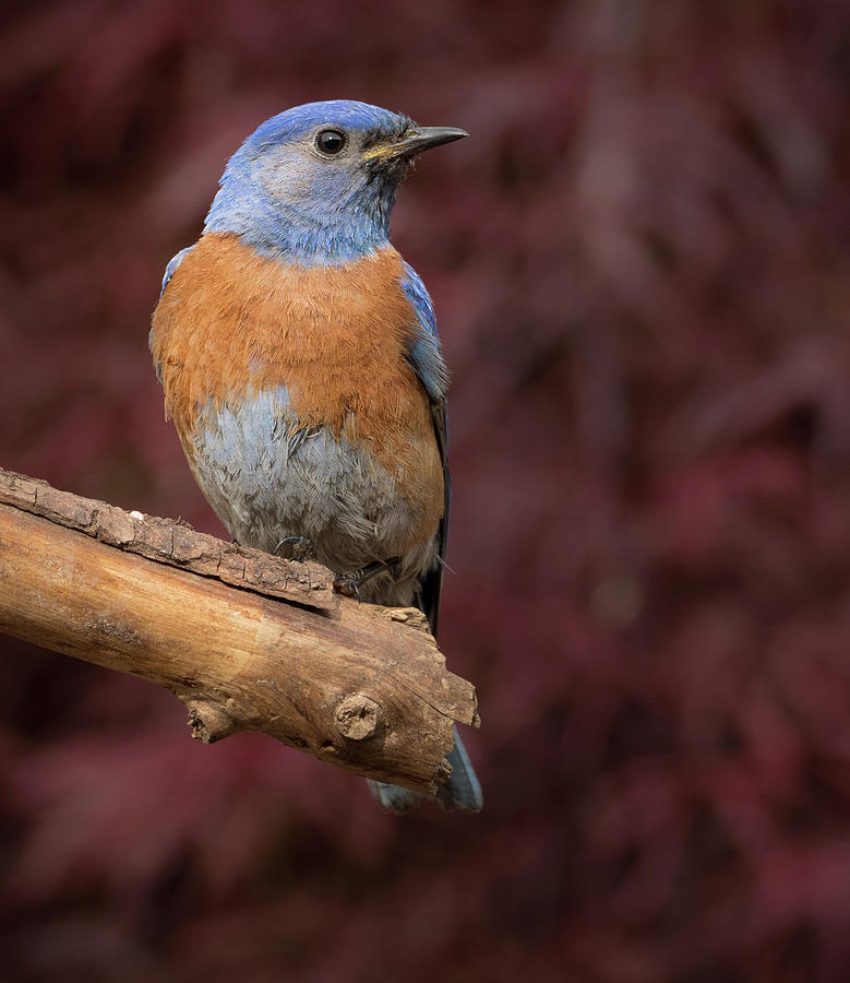 Perched Western Bluebird Photograph by Jean Noren