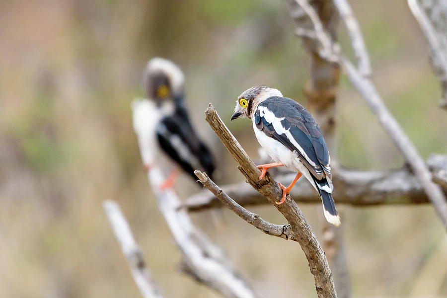 Perched White Crested Helmet Shrike Photograph by Adrian O Brien