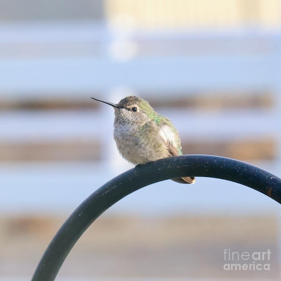 Perched Winter Hummingbird Square Photograph by Carol Groenen