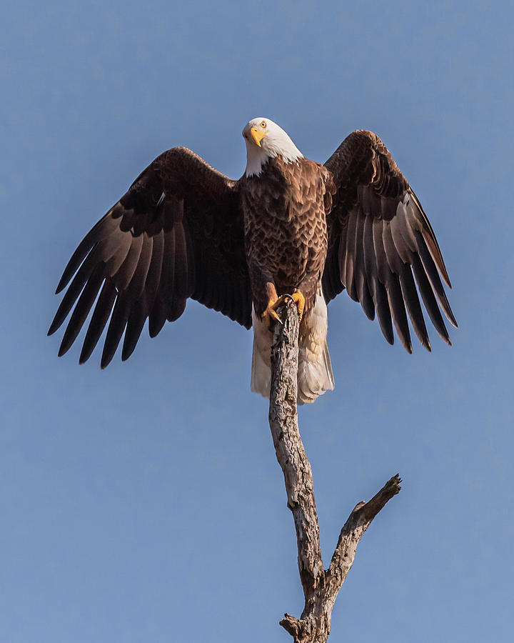 Perching Bald Eagle Photograph by David Wooldridge - Fine Art America