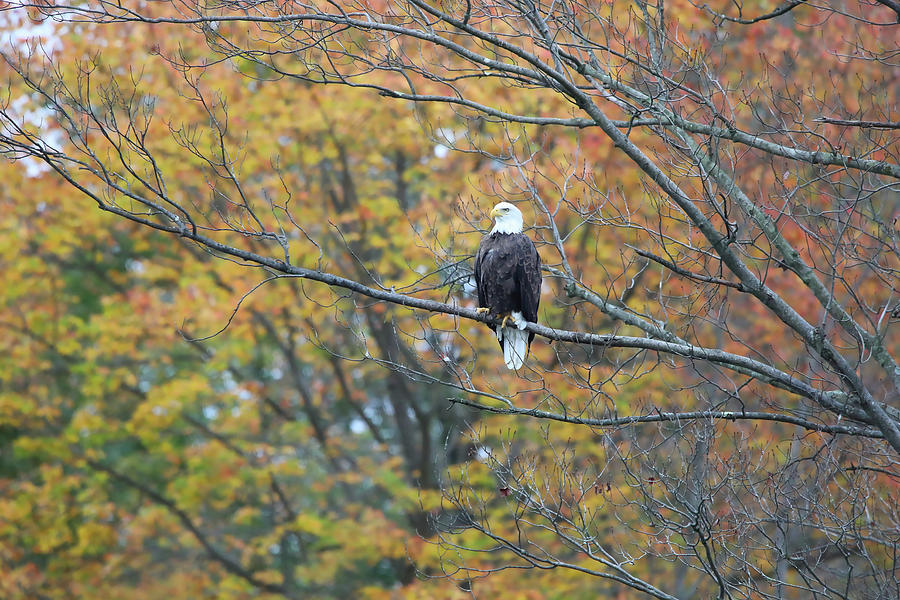 Perching Bald Eagle Photograph by Scott Burd