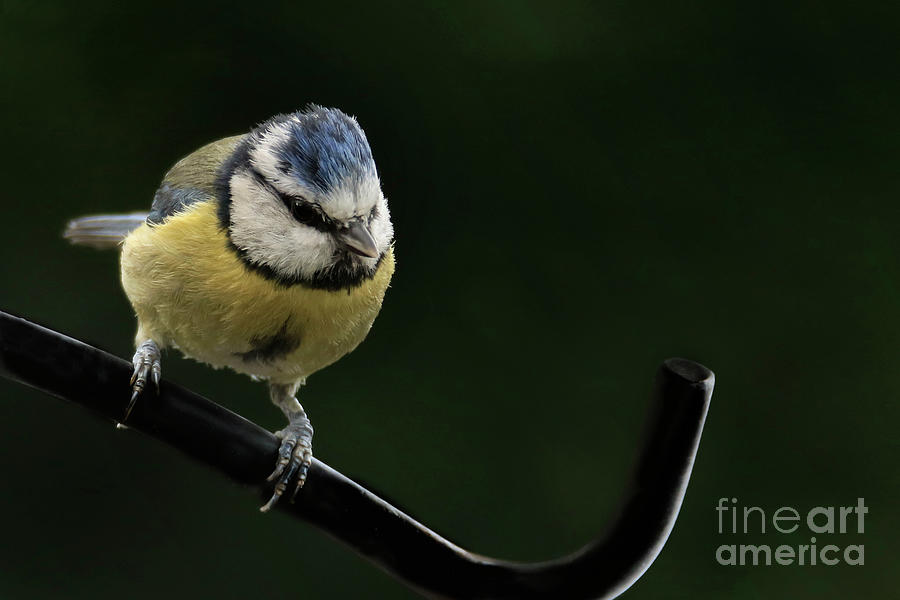 Perching Blue Tit Photograph by Terri Waters