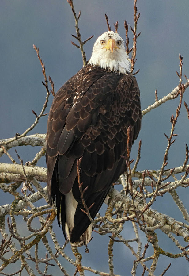 Perching Eagle II Photograph by Robert Bissett