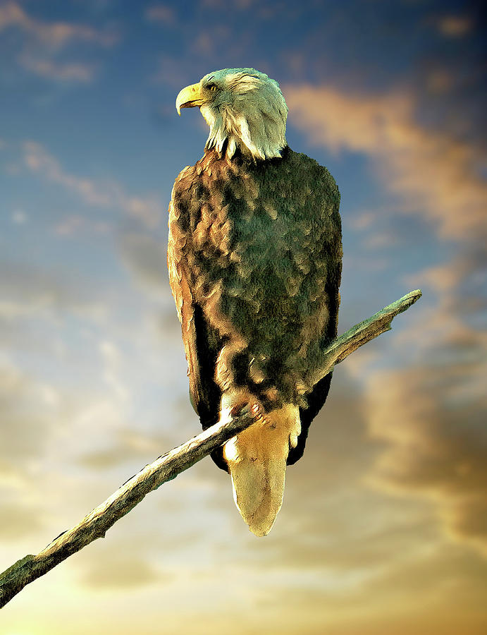 Perching Eagle Digital Art by Robert Bissett