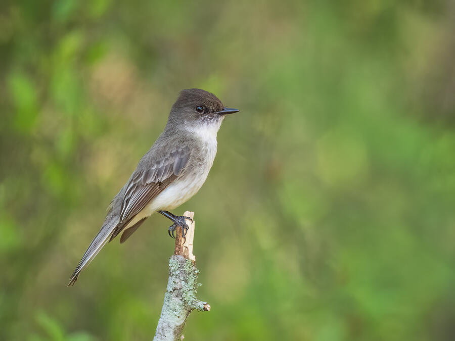 Perching Eastern Phoebe  Photograph by Kristia Adams
