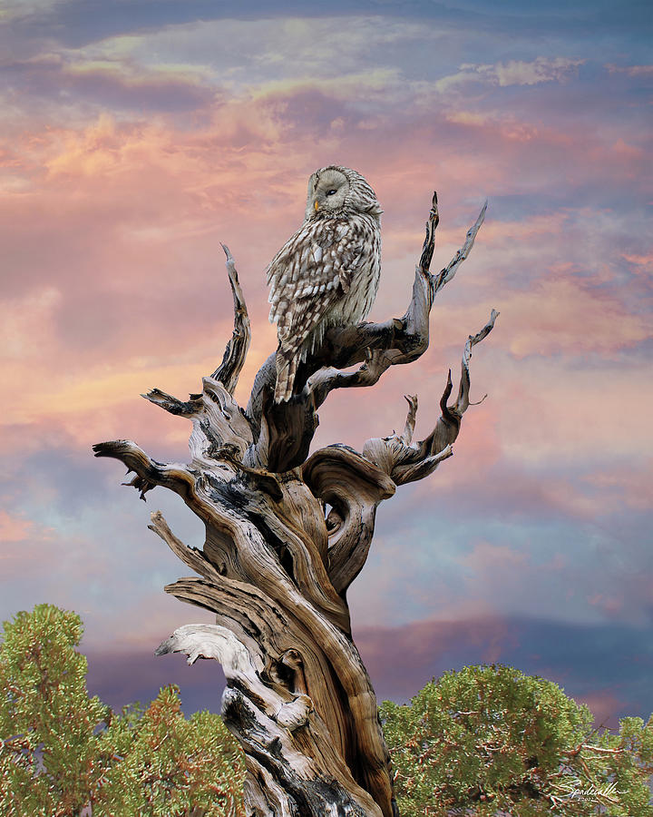 Perching Hoot Owl Digital Art by M Spadecaller