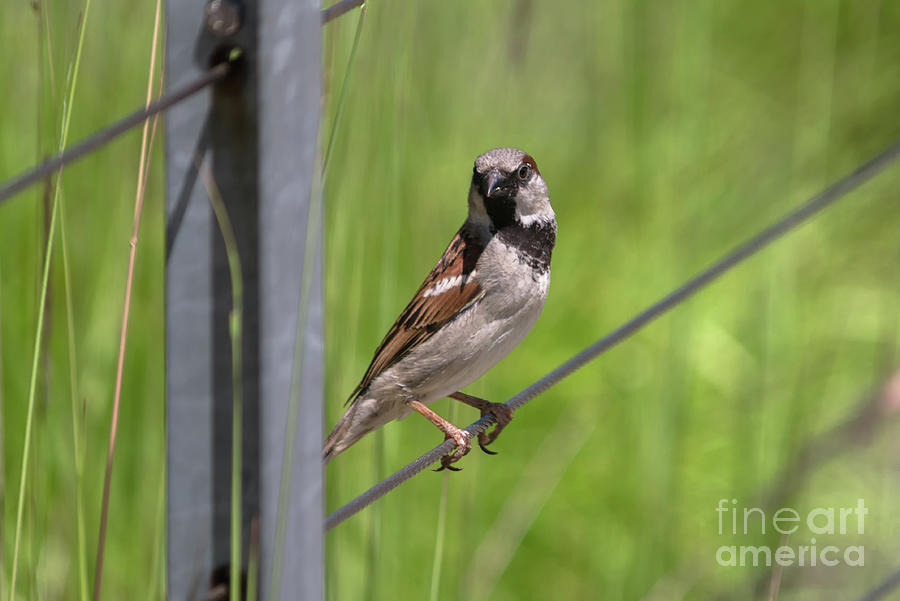 Perching House Sparrow Photograph by Michelle Meenawong