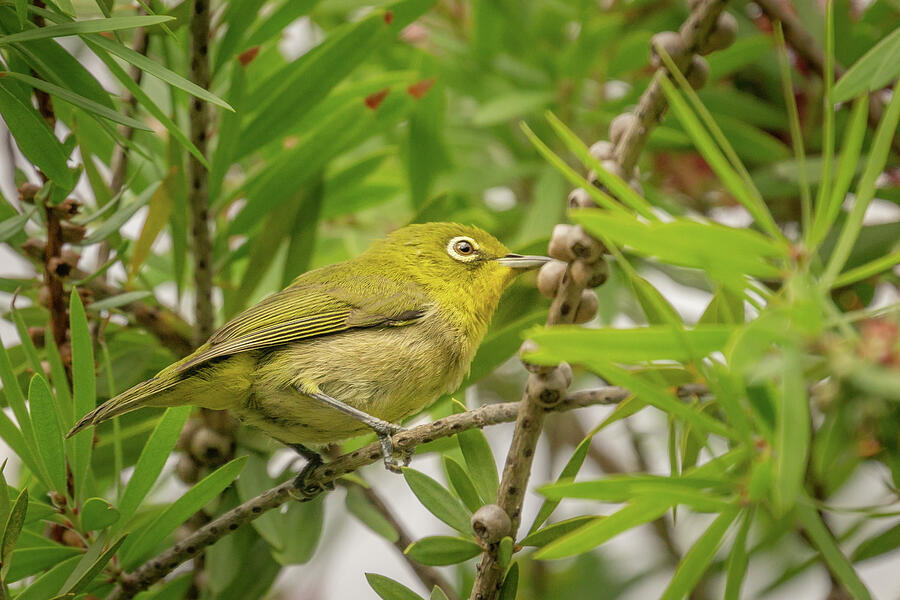 Perching Japanese White-eye Brid Photograph by Nancy Gleason